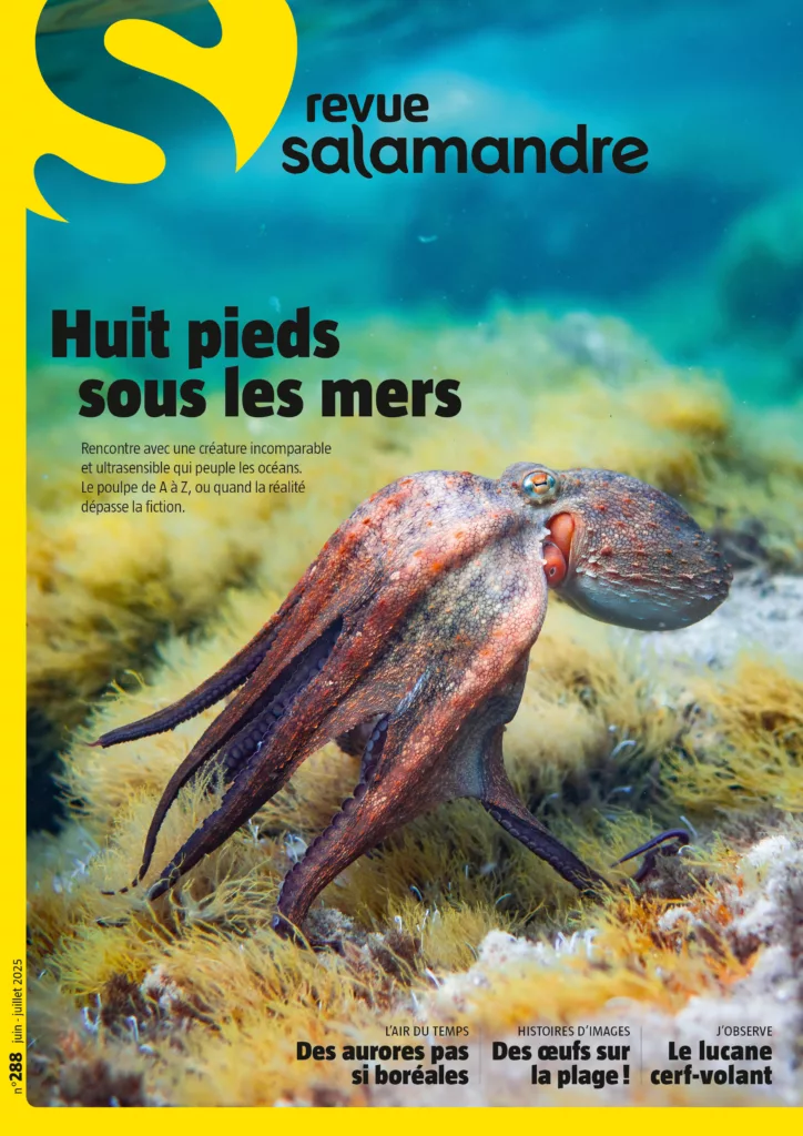 Revue Salamandre juin – juillet 2025