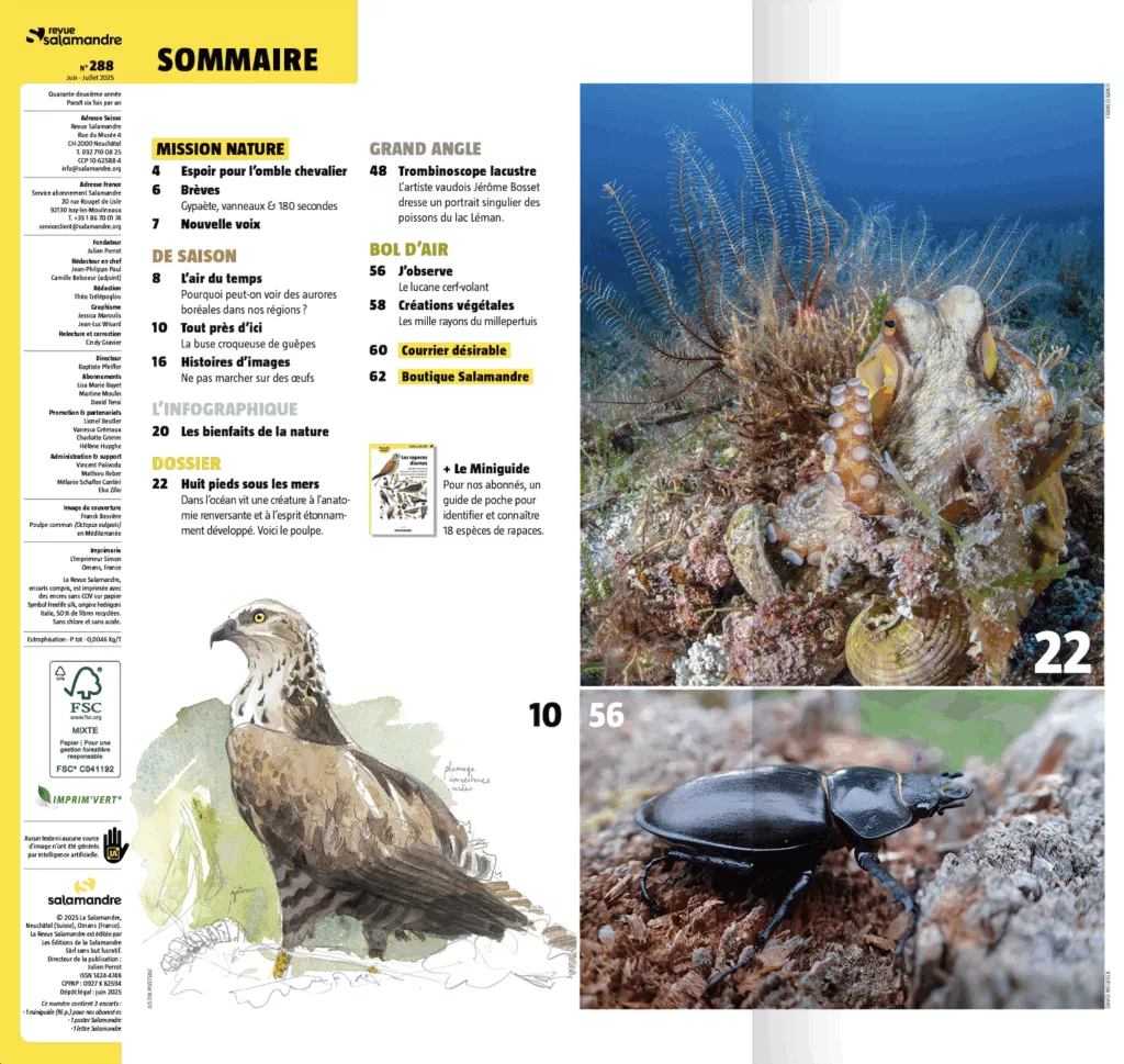 Sommaire du magazine Revue Salamandre juin – juillet 2025
