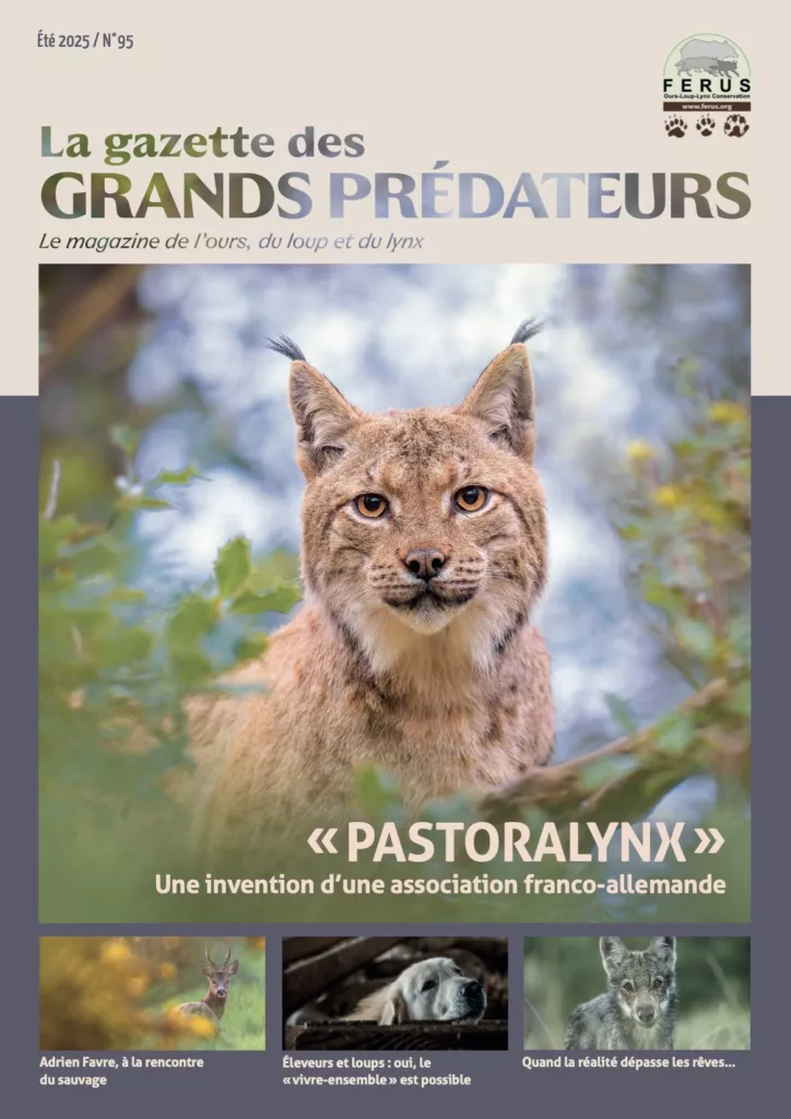 La gazette des grands prédateurs été 2025
