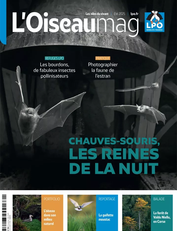 L&rsquo;Oiseau mag été 2025