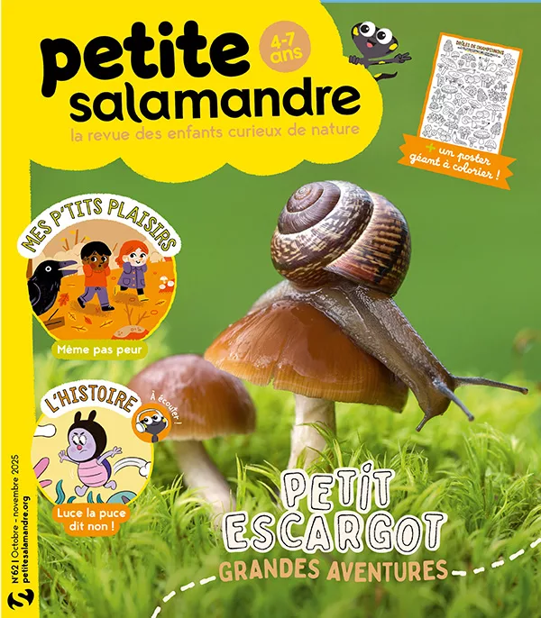 Petite Salamandre octobre – novembre 2025