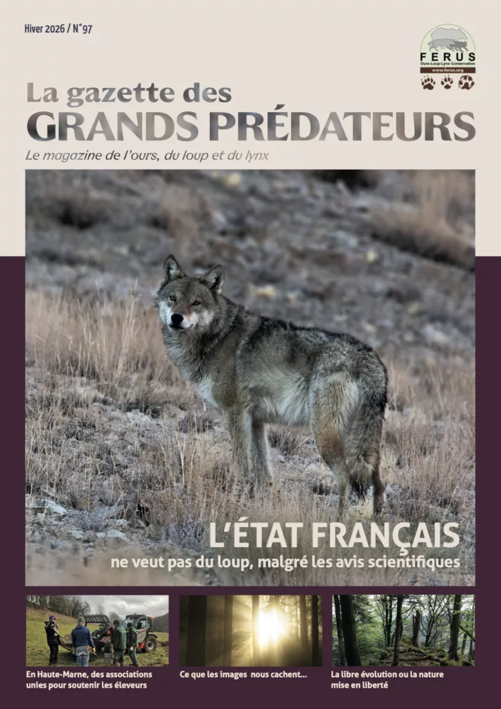 La gazette des grands prédateurs hiver 2026